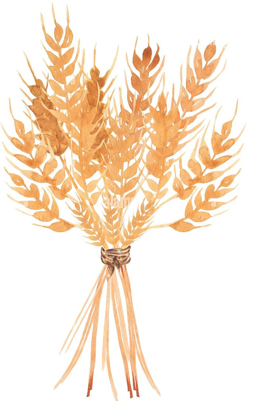Bread